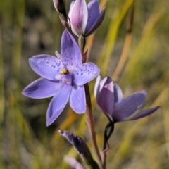 Thelymitra ixioides at East Lynne, NSW - 13 Sep 2023