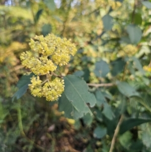 Pomaderris discolor at Monga, NSW - 13 Sep 2023