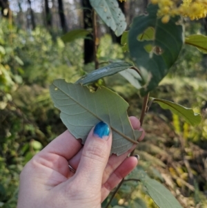 Pomaderris discolor at Monga, NSW - 13 Sep 2023