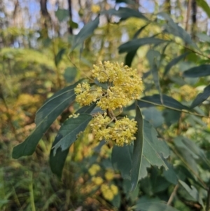 Pomaderris discolor at Monga, NSW - 13 Sep 2023