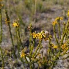 Aotus ericoides at East Lynne, NSW - 13 Sep 2023 02:42 PM