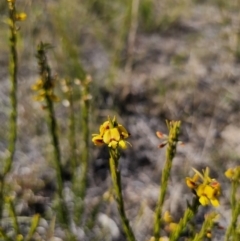 Aotus ericoides at East Lynne, NSW - 13 Sep 2023