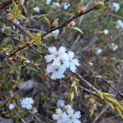 Leucopogon virgatus (Common Beard-heath) at Percival Hill - 12 Sep 2023 by Satine