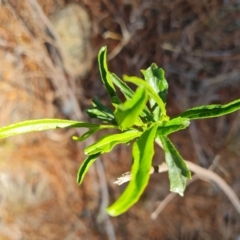 Dodonaea viscosa (Hop Bush) at Isaacs, ACT - 14 Sep 2023 by Mike