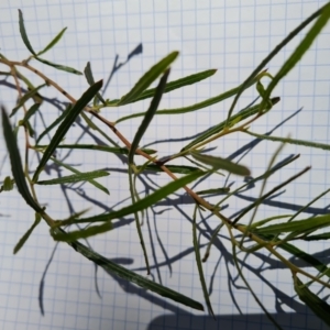 Dodonaea viscosa subsp. angustissima at Isaacs, ACT - 14 Sep 2023 10:02 AM