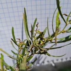 Dodonaea viscosa subsp. angustissima at Isaacs, ACT - 14 Sep 2023
