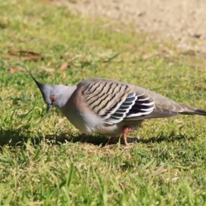 Ocyphaps lophotes at Fyshwick, ACT - 14 Sep 2023