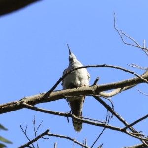 Ocyphaps lophotes at Fyshwick, ACT - 14 Sep 2023