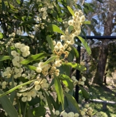 Acacia melanoxylon (Blackwood) at QPRC LGA - 6 Sep 2023 by Komidar