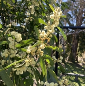 Acacia melanoxylon at Wamboin, NSW - 6 Sep 2023