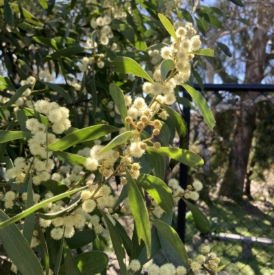 Acacia melanoxylon (Blackwood) at QPRC LGA - 6 Sep 2023 by Komidar