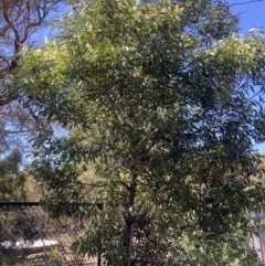 Acacia melanoxylon at Wamboin, NSW - 6 Sep 2023