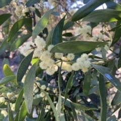 Acacia melanoxylon at Wamboin, NSW - 6 Sep 2023