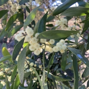 Acacia melanoxylon at Wamboin, NSW - 6 Sep 2023