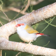 Neochmia temporalis (Red-browed Finch) at Fyshwick, ACT - 13 Sep 2023 by JimL