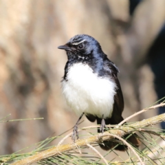 Rhipidura leucophrys (Willie Wagtail) at Jerrabomberra Wetlands - 13 Sep 2023 by JimL