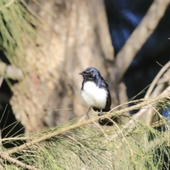 Rhipidura leucophrys at Fyshwick, ACT - 14 Sep 2023 08:32 AM