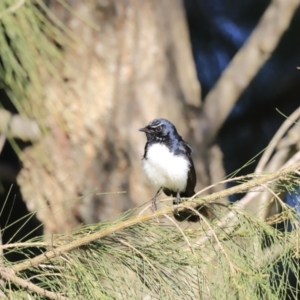 Rhipidura leucophrys at Fyshwick, ACT - 14 Sep 2023