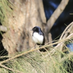 Rhipidura leucophrys at Fyshwick, ACT - 14 Sep 2023