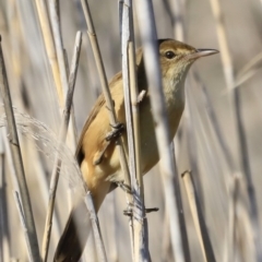 Acrocephalus australis (Australian Reed-Warbler) at Fyshwick, ACT - 14 Sep 2023 by JimL