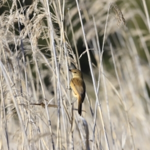 Acrocephalus australis at Fyshwick, ACT - 14 Sep 2023