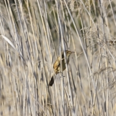 Acrocephalus australis at Fyshwick, ACT - 14 Sep 2023