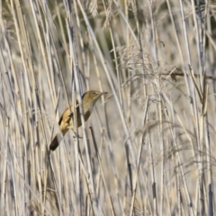 Acrocephalus australis at Fyshwick, ACT - 14 Sep 2023