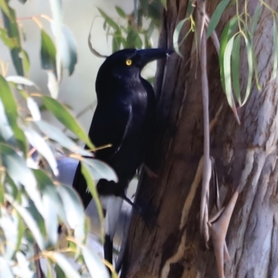 Strepera graculina (Pied Currawong) at Fyshwick, ACT - 14 Sep 2023 by JimL