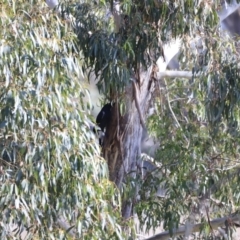 Strepera graculina at Fyshwick, ACT - 14 Sep 2023