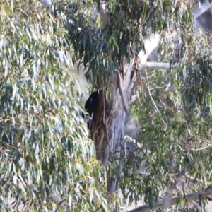 Strepera graculina at Fyshwick, ACT - 14 Sep 2023 08:54 AM