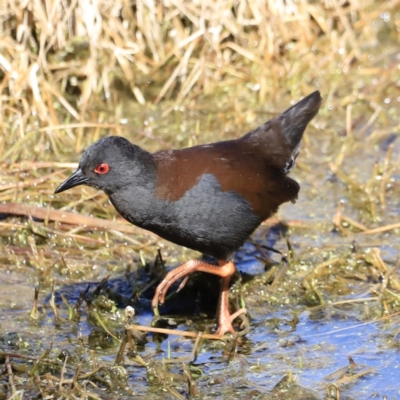 Zapornia tabuensis (Spotless Crake) at Fyshwick, ACT - 13 Sep 2023 by JimL