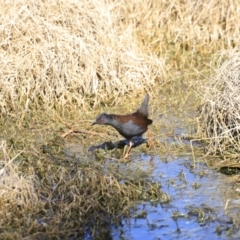 Zapornia tabuensis at Fyshwick, ACT - 14 Sep 2023 09:31 AM