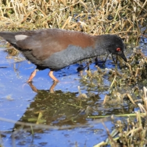 Zapornia tabuensis at Fyshwick, ACT - 14 Sep 2023