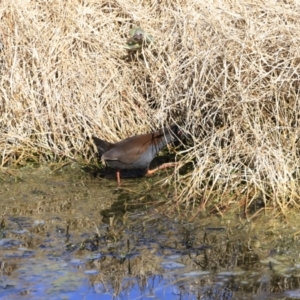 Zapornia tabuensis at Fyshwick, ACT - 14 Sep 2023