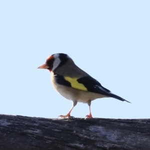 Carduelis carduelis at Fyshwick, ACT - 14 Sep 2023