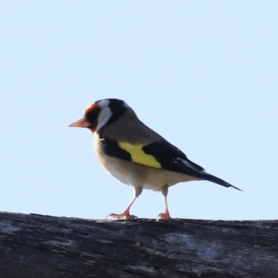 Carduelis carduelis (European Goldfinch) at Jerrabomberra Wetlands - 13 Sep 2023 by JimL