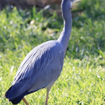 Egretta novaehollandiae (White-faced Heron) at Fyshwick, ACT - 14 Sep 2023 by JimL