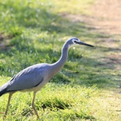 Egretta novaehollandiae at Fyshwick, ACT - 14 Sep 2023