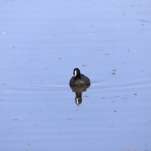 Fulica atra at Fyshwick, ACT - 14 Sep 2023 09:35 AM