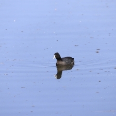 Fulica atra at Fyshwick, ACT - 14 Sep 2023 09:35 AM