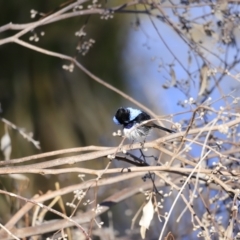 Malurus cyaneus at Fyshwick, ACT - 14 Sep 2023