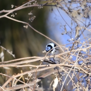 Malurus cyaneus at Fyshwick, ACT - 14 Sep 2023