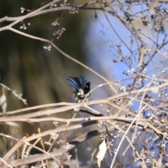 Malurus cyaneus at Fyshwick, ACT - 14 Sep 2023