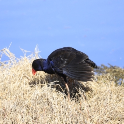 Porphyrio melanotus (Australasian Swamphen) at Fyshwick, ACT - 14 Sep 2023 by JimL