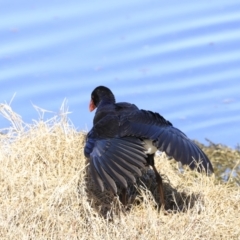 Porphyrio melanotus at Fyshwick, ACT - 14 Sep 2023