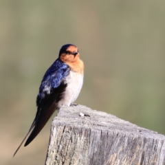 Hirundo neoxena (Welcome Swallow) at Jerrabomberra Wetlands - 13 Sep 2023 by JimL