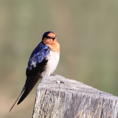 Hirundo neoxena (Welcome Swallow) at Fyshwick, ACT - 13 Sep 2023 by JimL