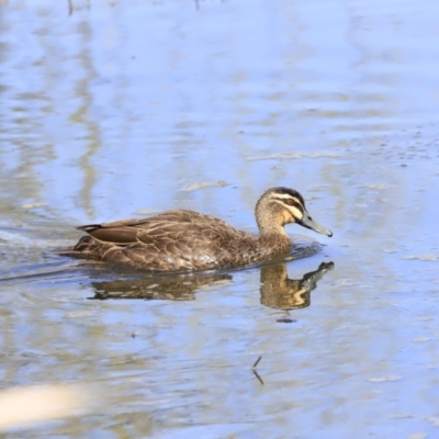 Anas superciliosa (Pacific Black Duck) at Fyshwick, ACT - 13 Sep 2023 by JimL
