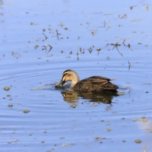 Anas superciliosa at Fyshwick, ACT - 14 Sep 2023