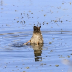 Anas superciliosa at Fyshwick, ACT - 14 Sep 2023